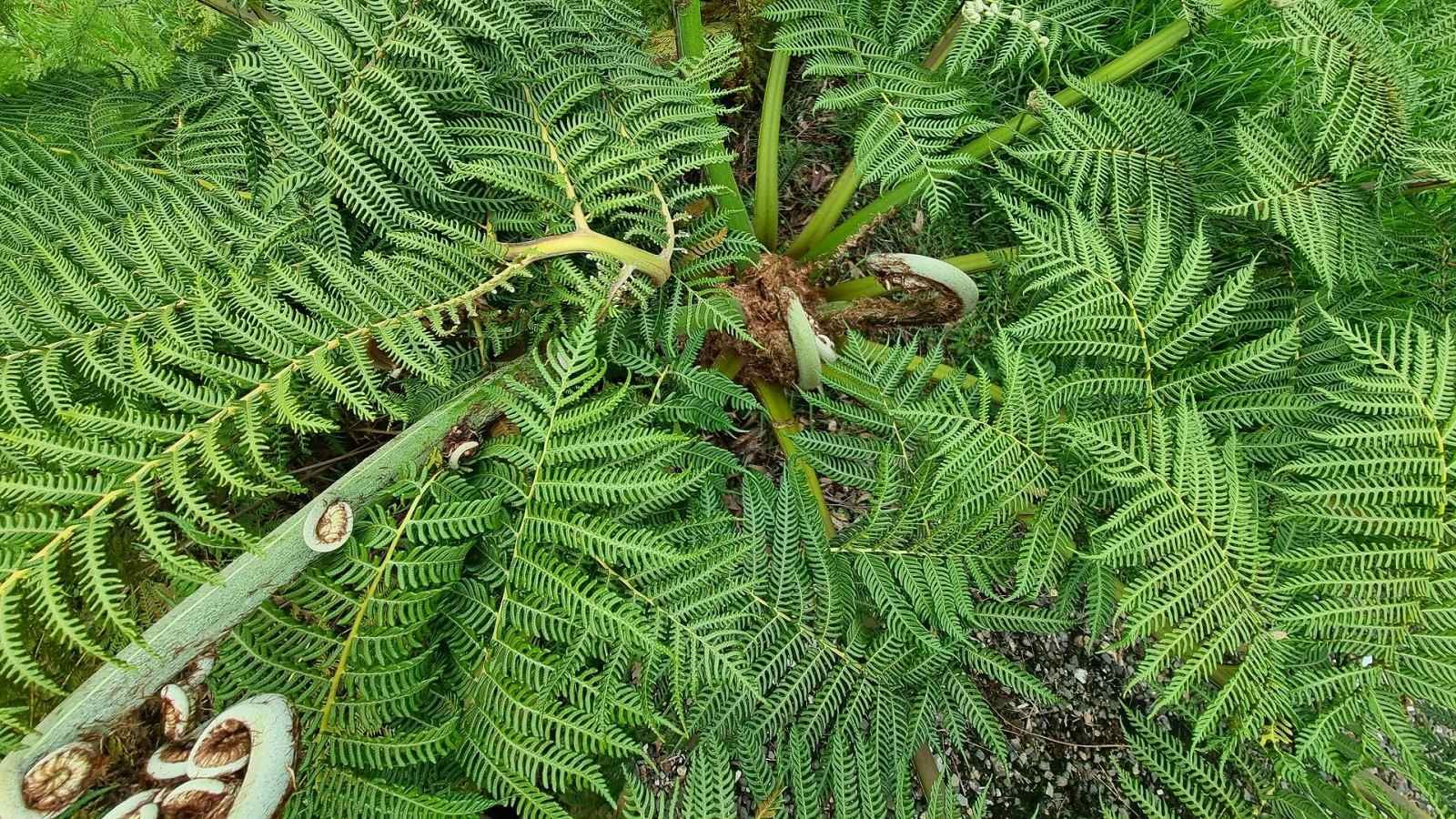 Close up image of a green fern banner image