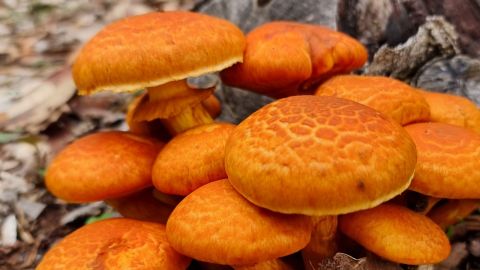 A cluster of orange mushrooms