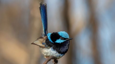 Superb blue wren