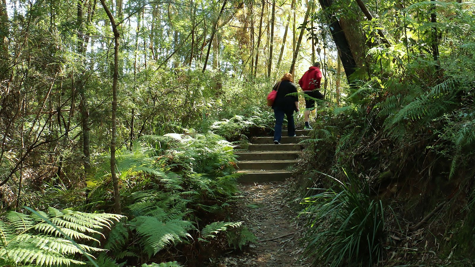 Two people walking up stairs on a bush walking trail banner image