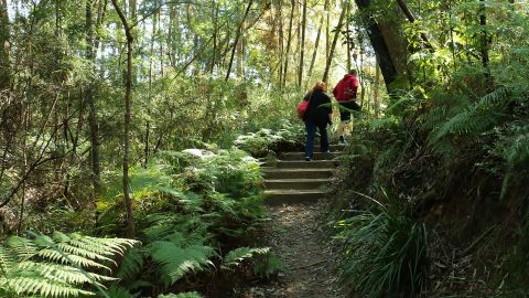 Two people walking up stairs on a bush walking trail