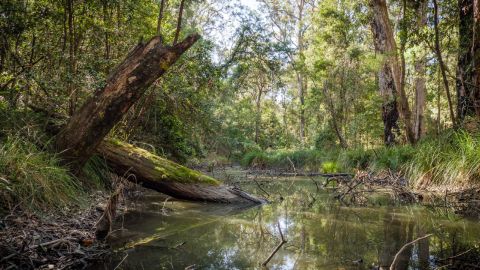 Creek running through a forest.