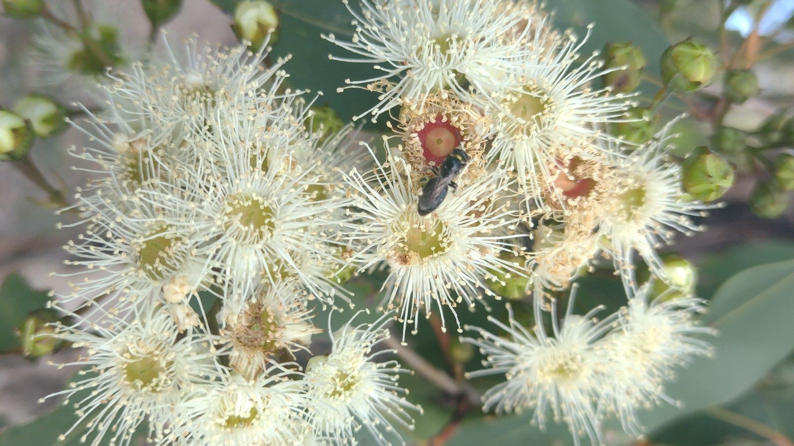 Close-up image of a yellow angophora flower banner image