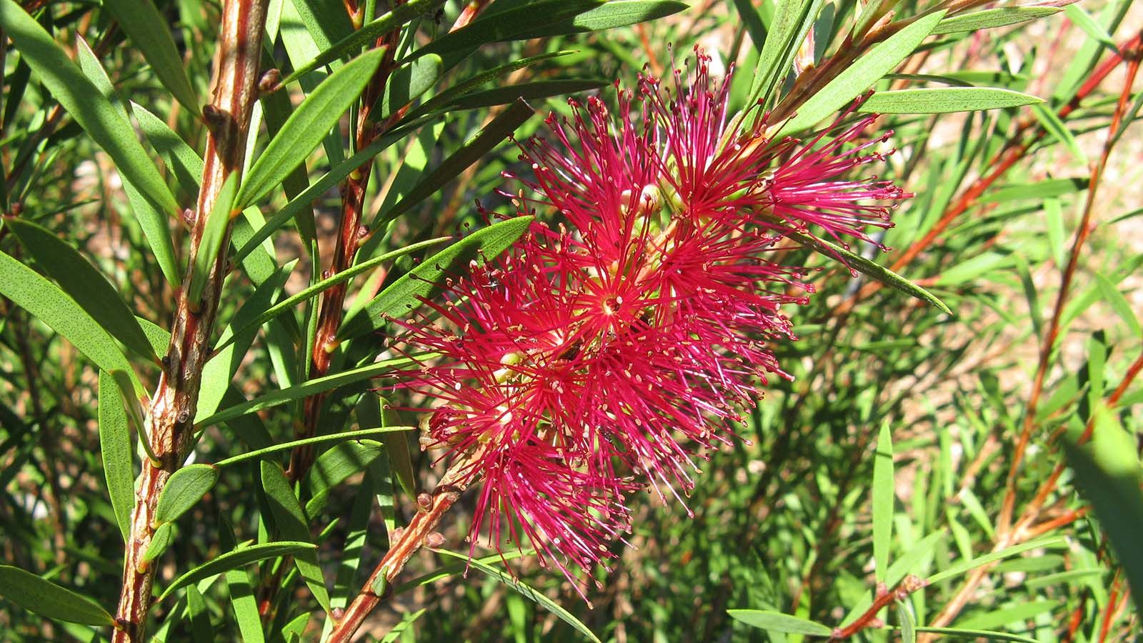 Close up image of a red bottlebrush plant and leaves banner image
