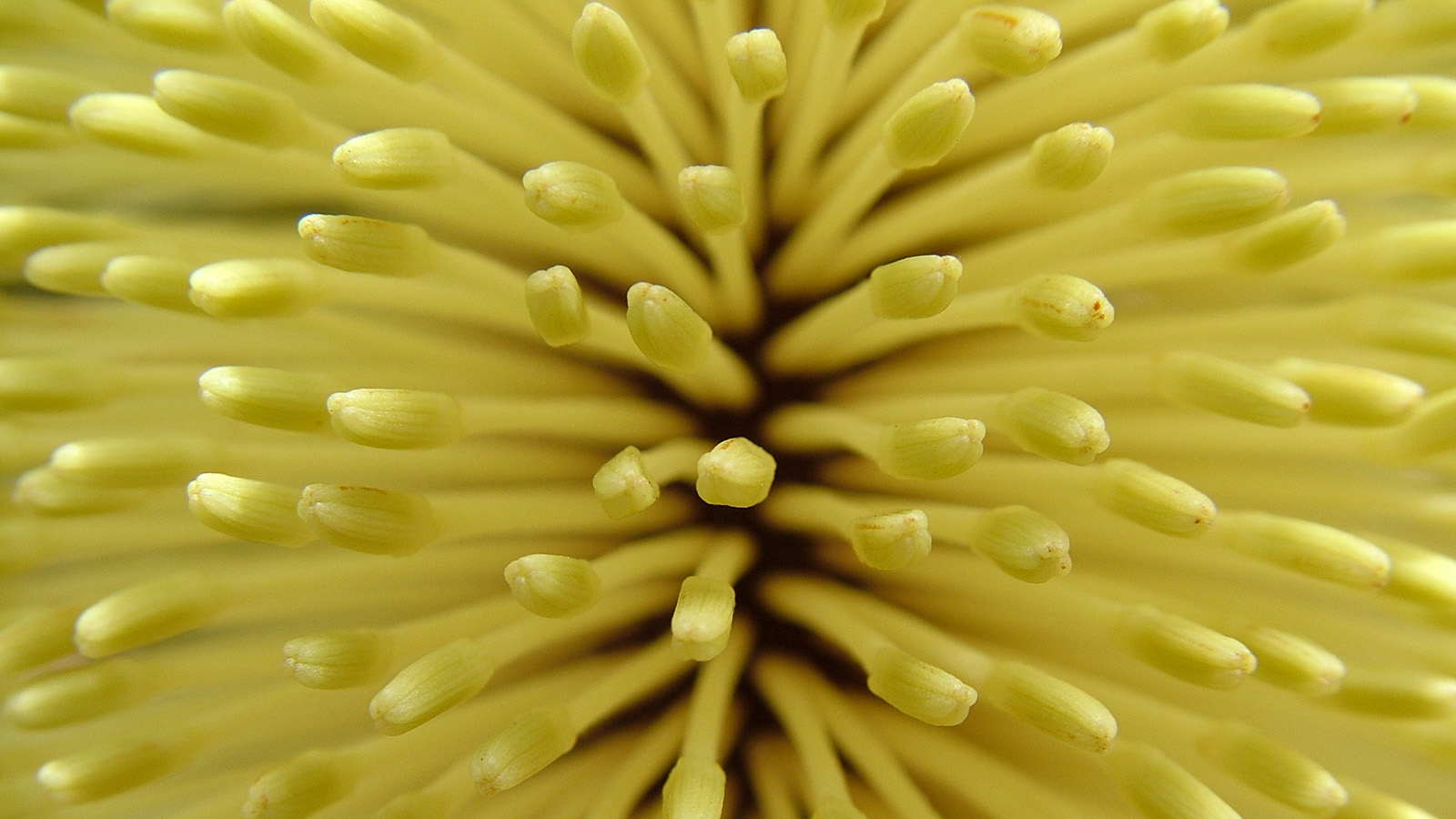Flora: yellow bottlebrush close up