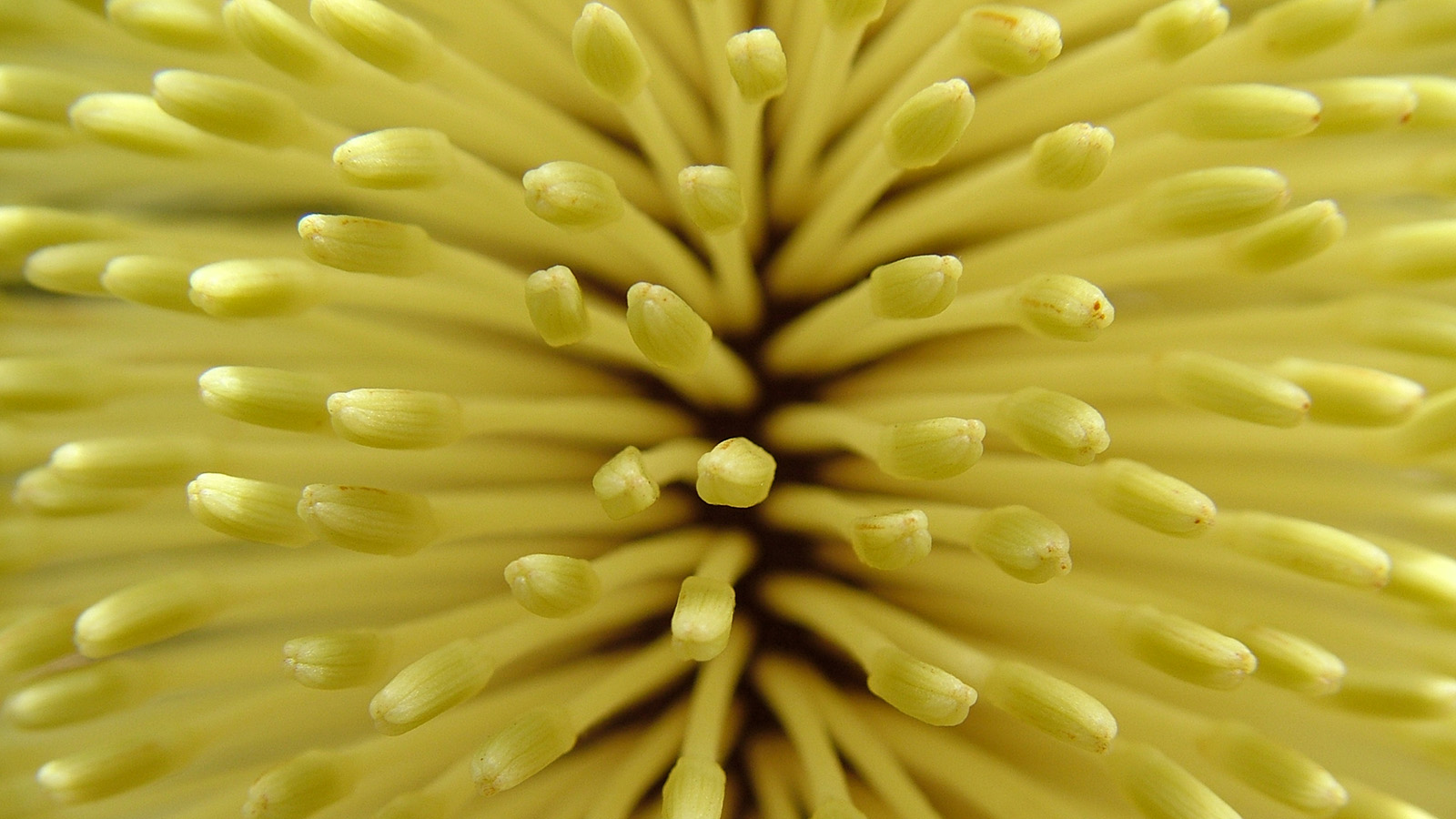 Flora: Yellow bottlebrush close up