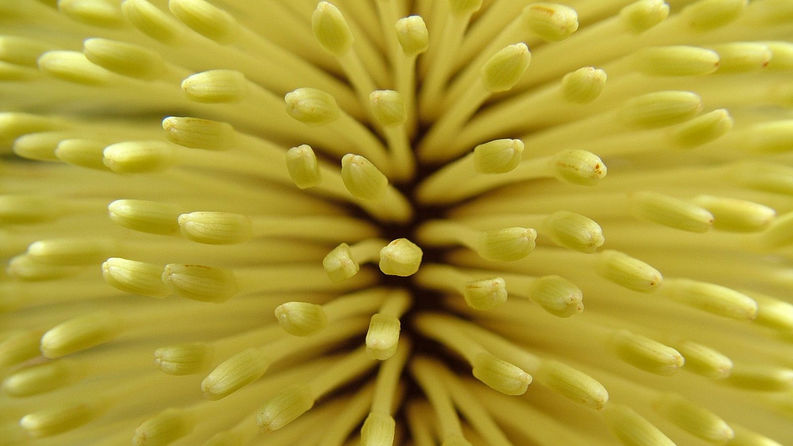 Close up photograph of the buds in a yellow bottlebrush flower. banner image