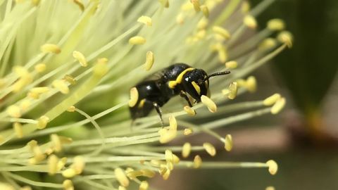 A native Australian bee.