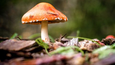 Close up image of a red mushroom on the ground surrounded by grass and bark