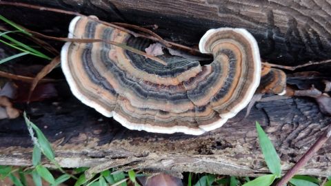 Brown and white fungi on a log