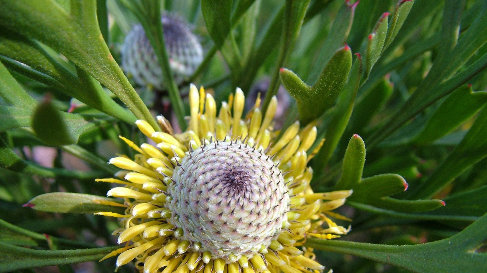 Close cropped photograph of an Isopogon flower with yellow petals and a white centre. banner image