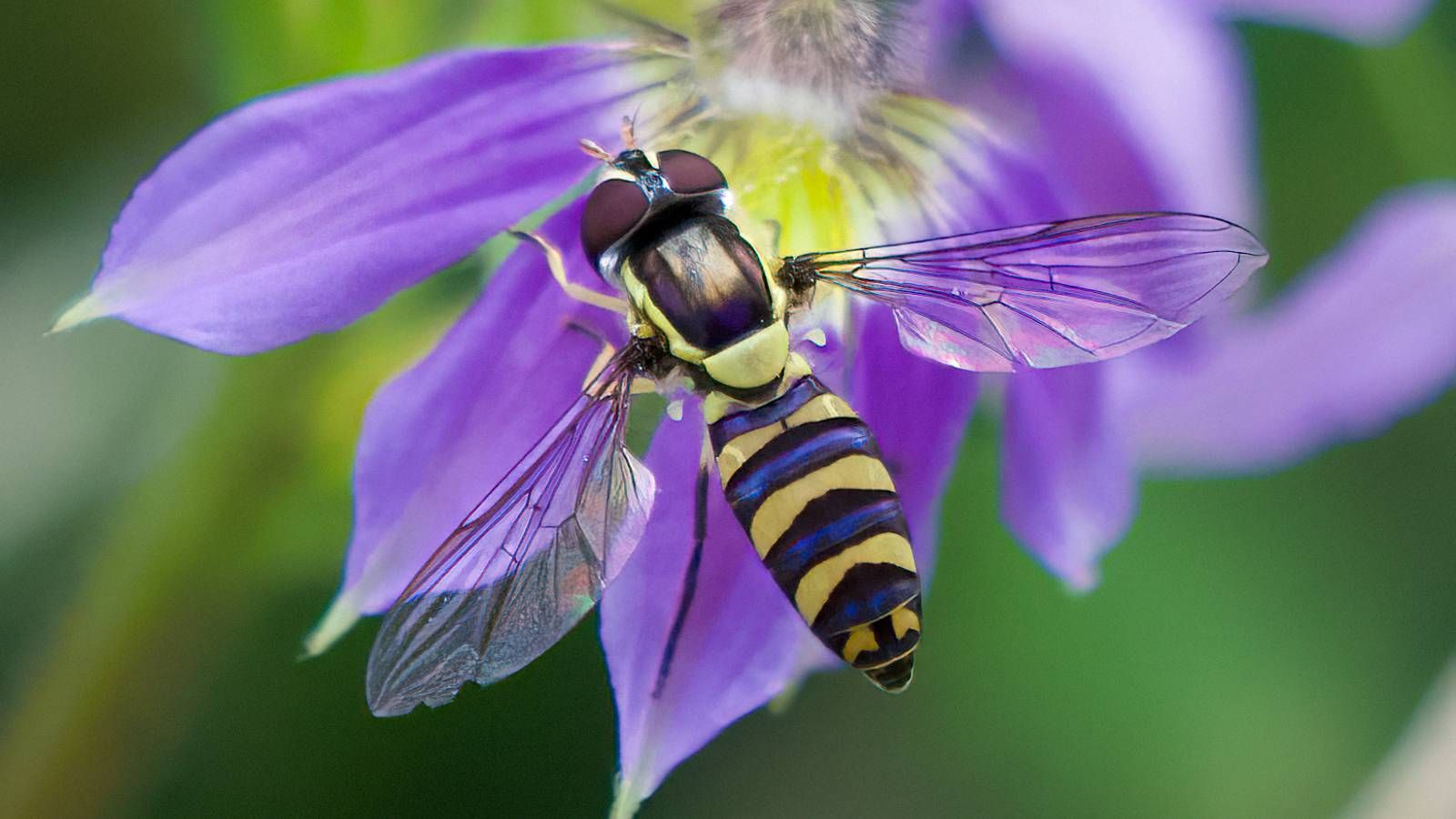 Blue and yellow banded hoverfly banner image
