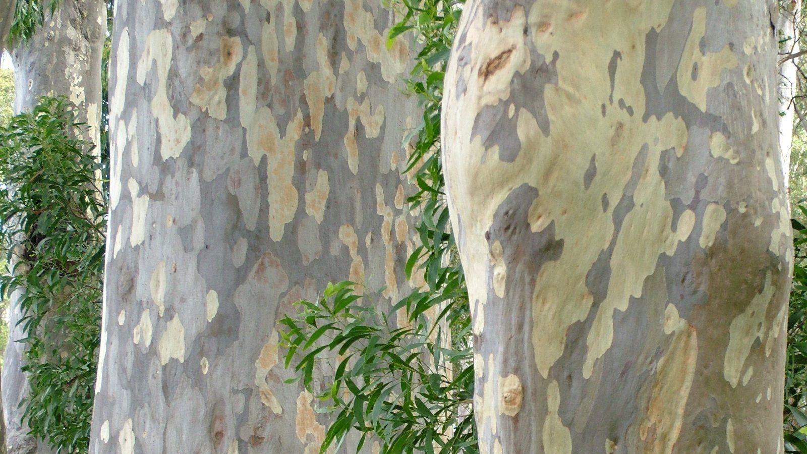 Close up image of a spotted gum tree trunk banner image