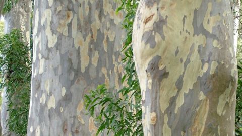 Close up image of a spotted gum tree trunk