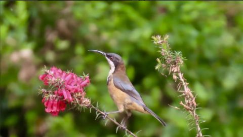 Eastern spinebill on flowering plant
