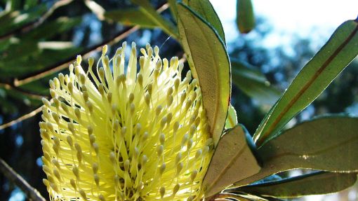 Close cropped photograph of a yellow Banksia flower on a tree branch.