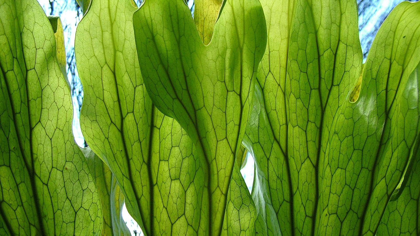 Close up photograph of veins running through bright green leaves. banner image