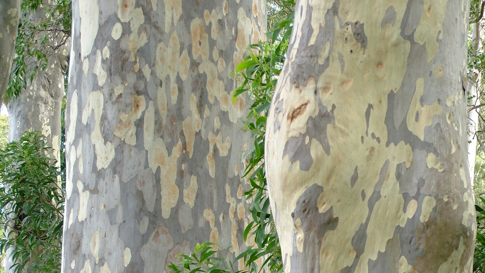 Flora: Spotted gum tree