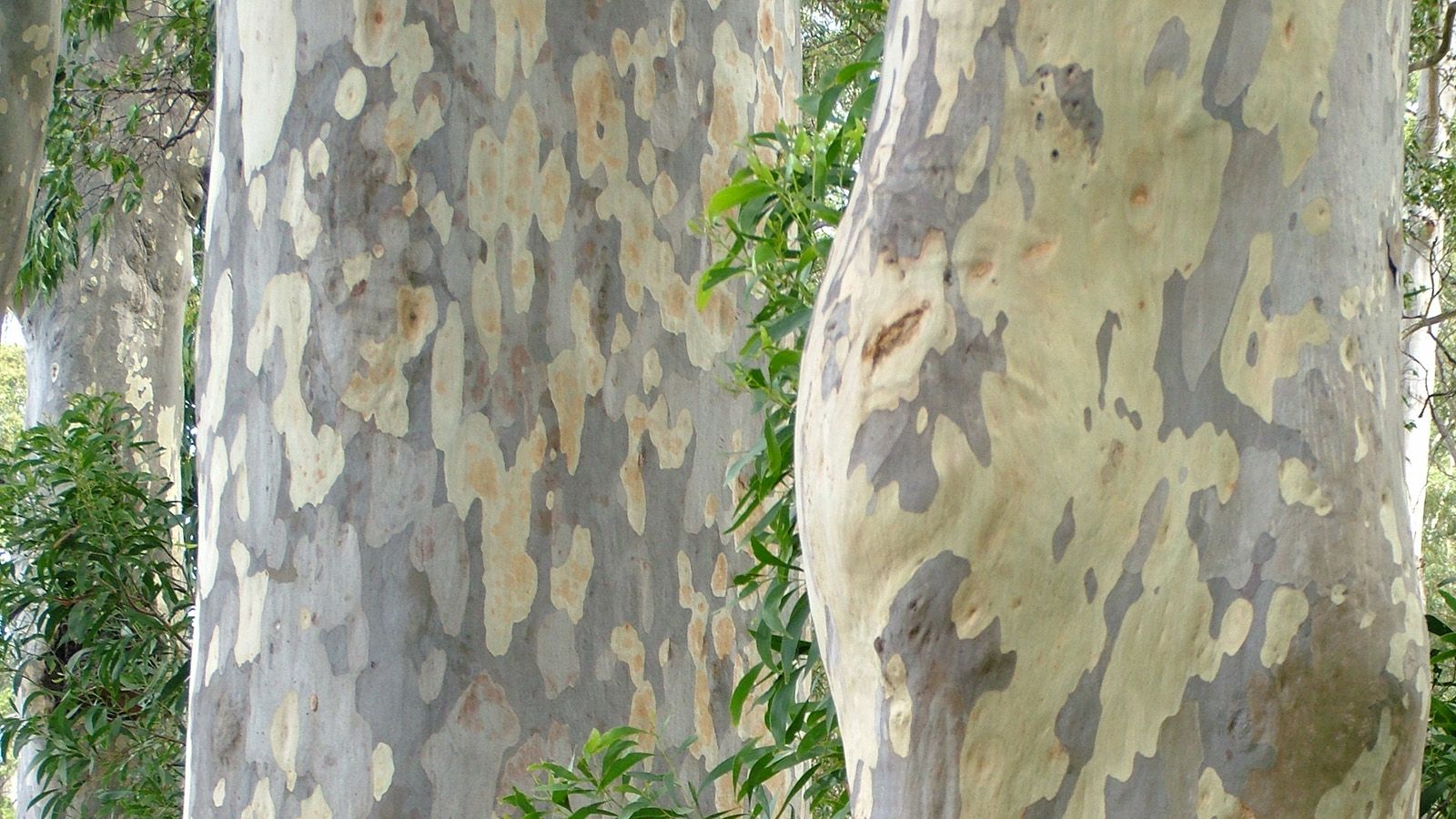 Close up image of two spotted gum tree trunks close together banner image