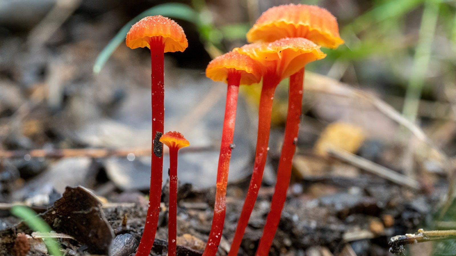 Close up image of a collection of orange tall, slim mushrooms on the ground banner image