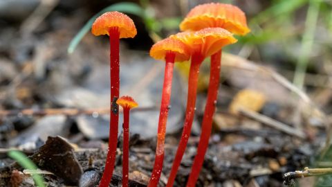 Close up image of a collection of orange tall, slim mushrooms on the ground