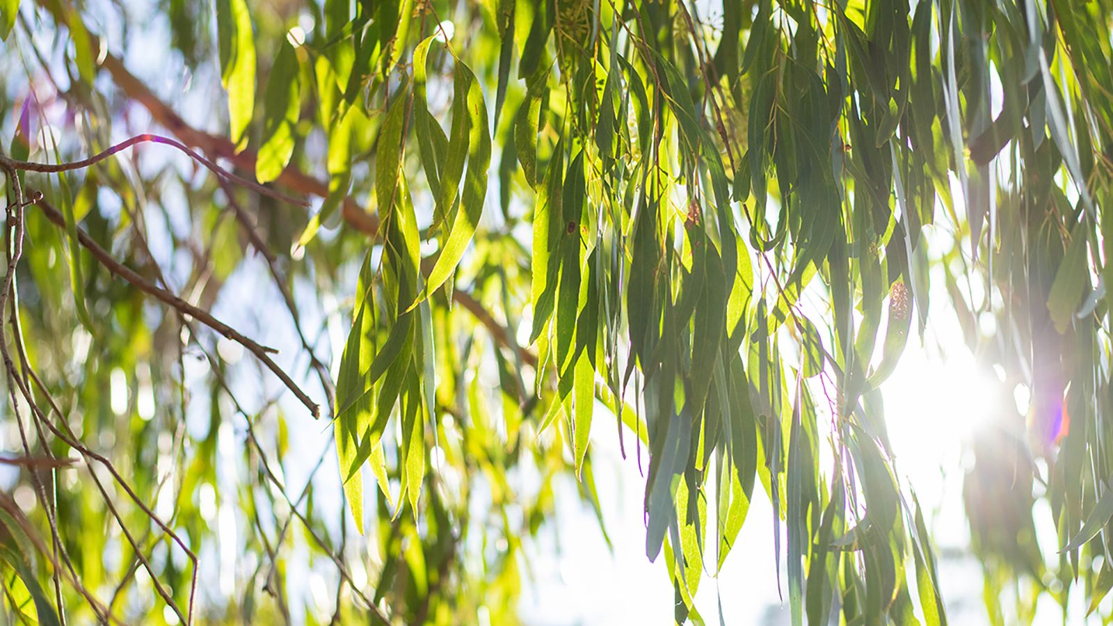 Sunlight shining through green tree leaves. banner image