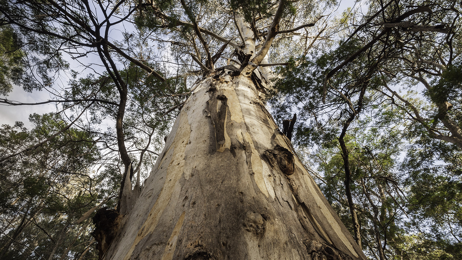 Flora: Mountain grey gum tree