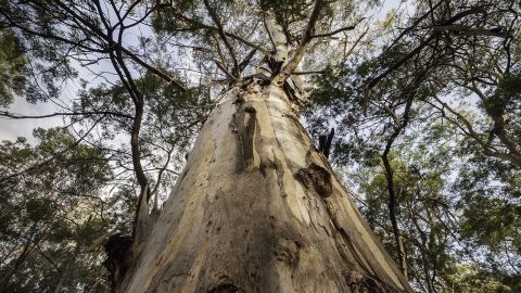 The canopy and leaves of a large grey gum tree as seen from the base of its trunk.
