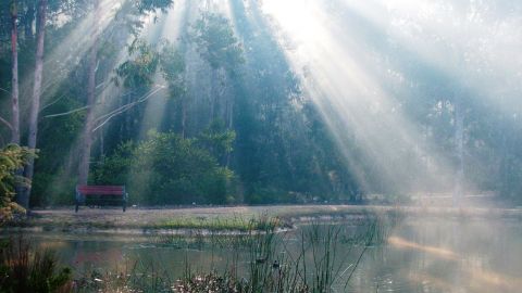 Image of forest in front of dam with a chair and sunlight streaming through the forest canopy