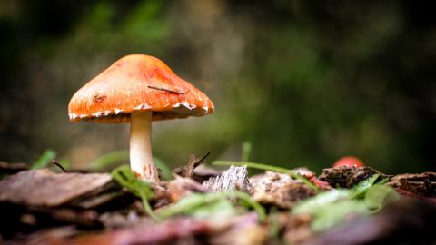 Orange mushroom