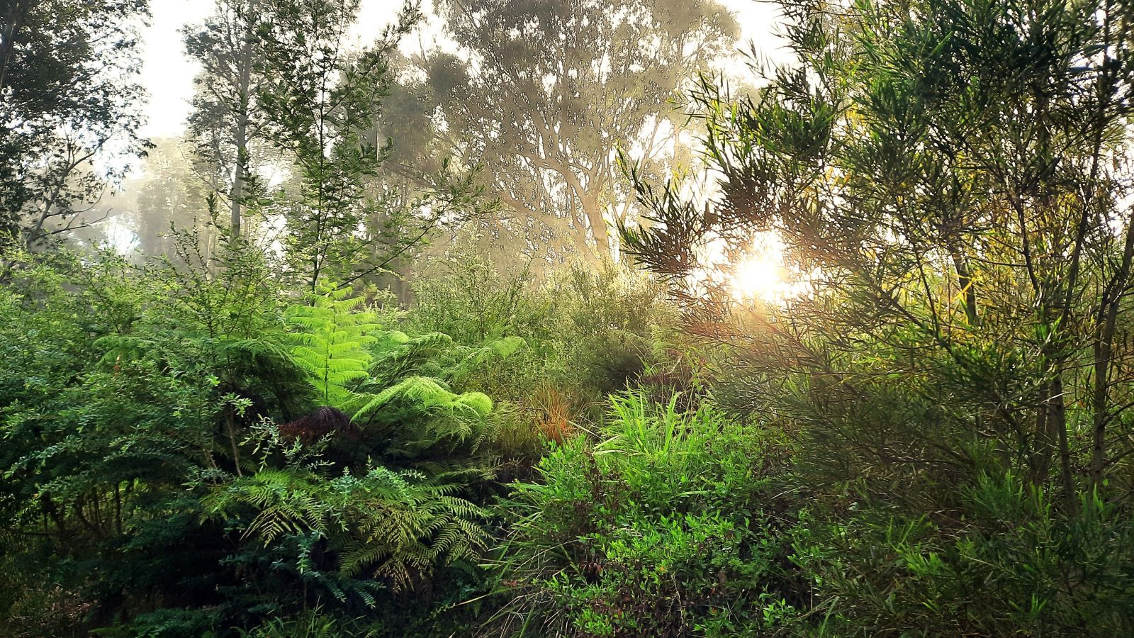 Ferns and trees at the Eurobodalla Botanic Garden. banner image
