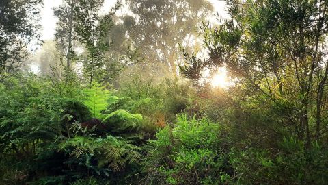 Ferns and trees at the Eurobodalla Botanic Garden.